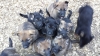 AKC German Shepherd Puppies